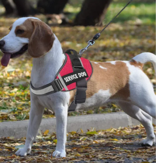 Personalisiertes Hundegeschirr ohne Ziehen