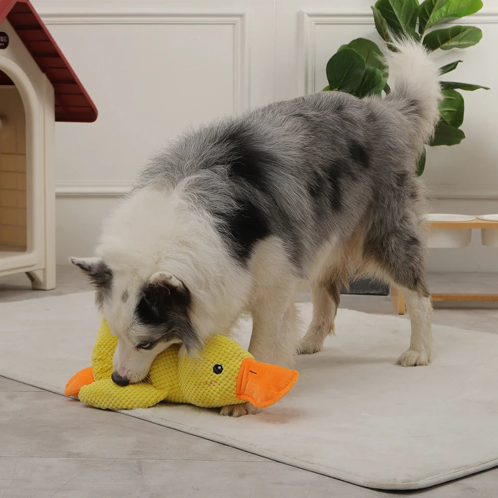 Beruhigende Quietscheente für Hunde